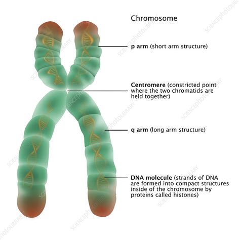 Chromosome Structure