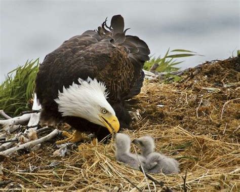 Bald Eagle feeding her chicks | Bald Eagles | Pinterest