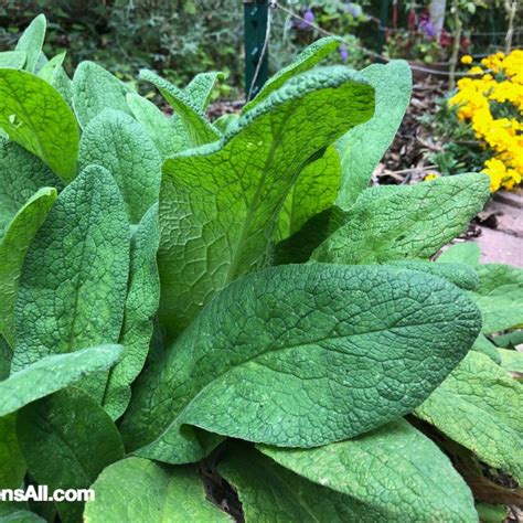 Comfrey Uses and Benefits for Your Garden and Your Body - GardensAll