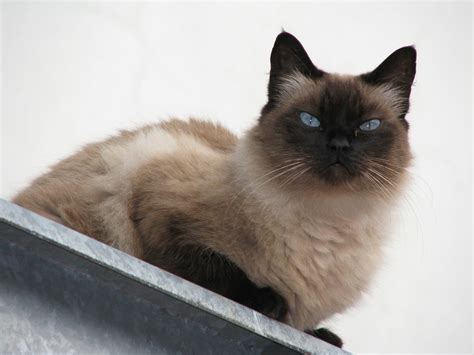 Himalayan cat Free Photo Download | FreeImages