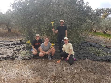 Volunteer on a Kibbutz | Olive Harvest | Kibbutz Gezer - Visit a ...