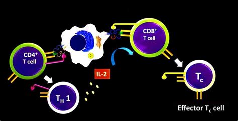 Cytotoxic T-cells : Activation & killing ~ Biotechfront