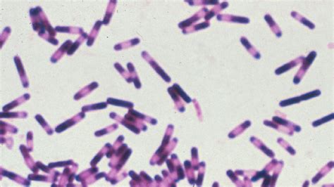 RBX2660 Shows Promise in Breaking the Cycle of Recurrent C diff