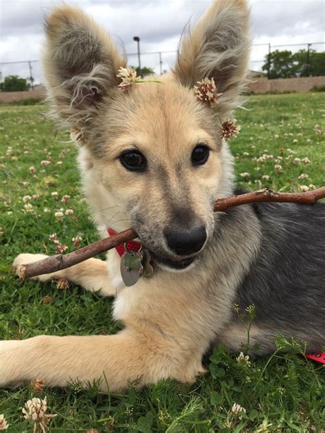 He is wearing a flower crown | Honden, Dieren