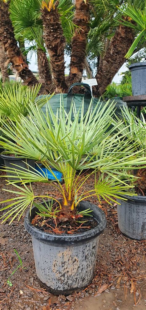 Chamaerops humilis var. cerifera - True Green Nursery