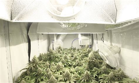 6 Best 10x10 Grow Tent Reviews - 2020 Buyer’s Guide - GrowYour420