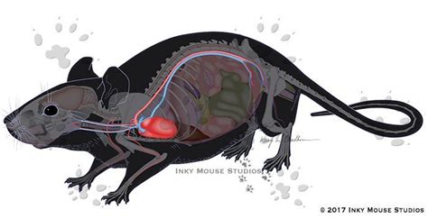 Mouse Anatomy Map | Biotechnology Marketing Imagery