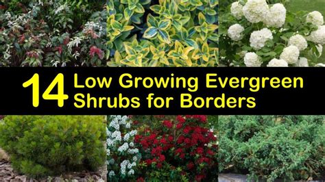 14 Low Growing Evergreen Shrubs for Borders