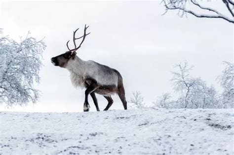 Arctic reindeer in the North Pole are SHRINKING and becoming lighter ...