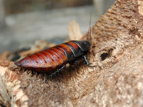 File:Female Madagascar hissing cockroach.JPG - Wikipedia