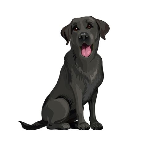 Premium Vector | Happy Black labrador retriever sitting on white background