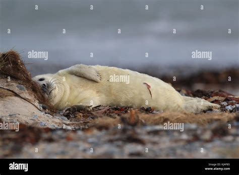 Gray Seal (Halichoerus grypus) Pup Helgoland Germany Stock Photo - Alamy