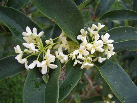 Gardening South Florida Style: Sweet Tea Olive - Osmanthus fragrans