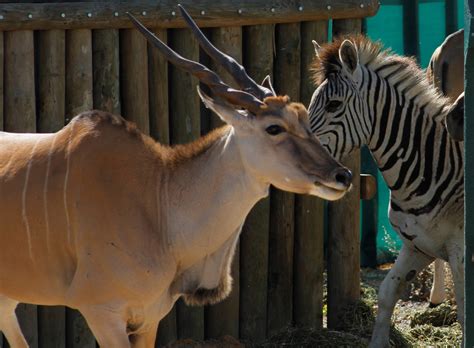 The Quagga Project - Bringing an Animal Back From Extinction!