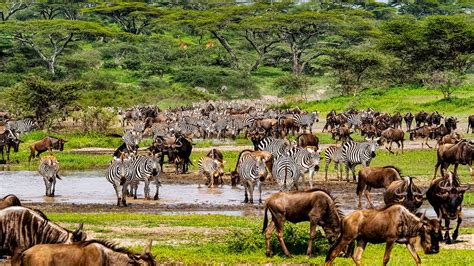 Serengeti national park-Tanzania | Tanzania Wildlife Safari | Tanzania ...