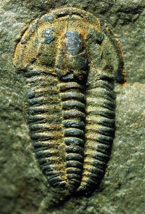 Trilobite fossil - Stock Image - E442/0481 - Science Photo Library