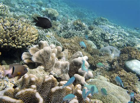 Air pollution impacts coral growth, scientists report - CBS News