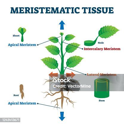 Meristematic Tissue In Plants Diagram