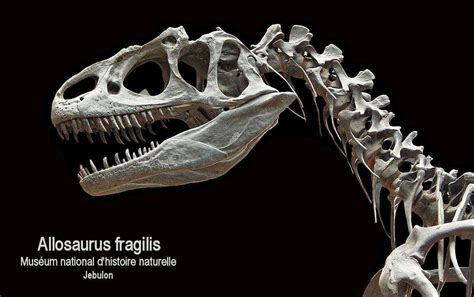 Allosaurus - Facts About The Famous Jurassic Dinsaur