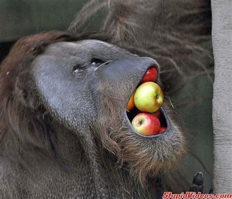 Funny Animal Eating | Amazing Creatures