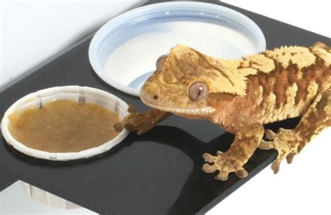 Crested Gecko Food | ReptiFiles Crested Gecko Care Packet