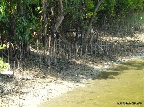 HUTAN PAYA BAKAU | Gambar Hutan Paya bakau ini diambil di To… | Flickr