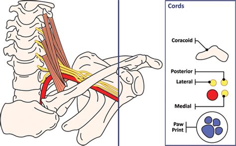 Anatomy, Imaging, and Pathologic Conditions of the Brachial Plexus ...