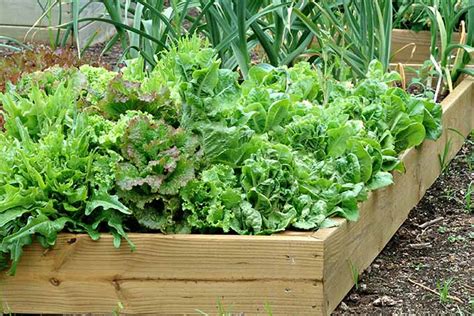 How to Plant and Grow Leaf Lettuce | Gardener’s Path