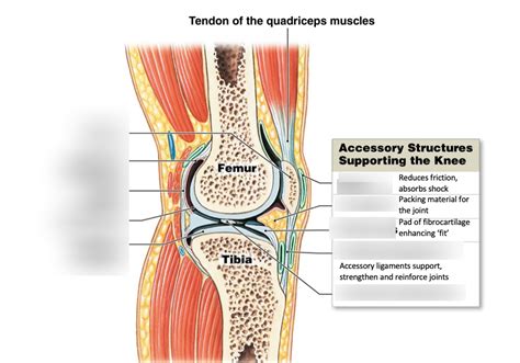 Synovial Membrane diagram Diagram | Quizlet