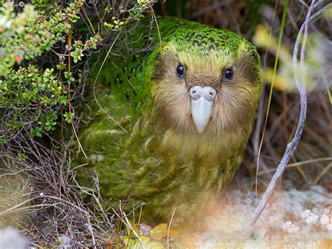 Kakapo: The most useless bird in the world, has wings but can't fly (Video)