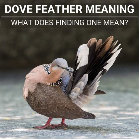 Dove Feather Meaning: What Does Finding One Mean?