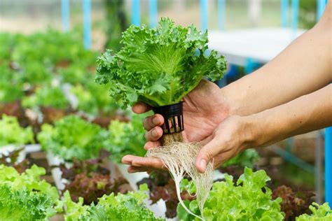 What Are Hydroponic Systems and How Do They Work? – Fresh Water Systems