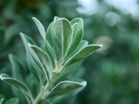 Growing Sage Plants: Care, Tips & More | Kellogg Garden Organics™