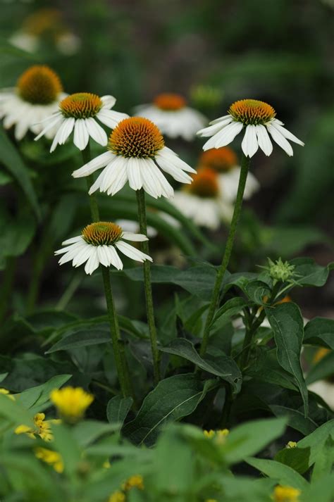 Echinacea purpurea 'PowWow' | PowWow White Coneflower | Green Barn ...