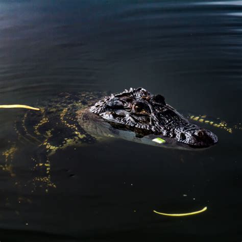 Black Caiman - Facts, Diet, Habitat & Pictures on Animalia.bio