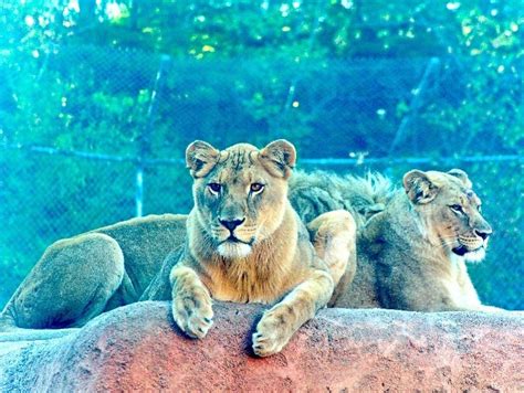 Lions at the Oklahoma City Zoo | Oklahoma city zoo, City zoo, Animals