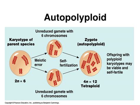 PPT - Population Genetics PowerPoint Presentation - ID:237116