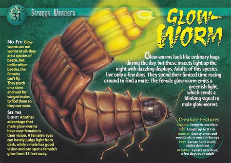 Glow-Worm | Weird n' Wild Creatures Wiki | FANDOM powered by Wikia