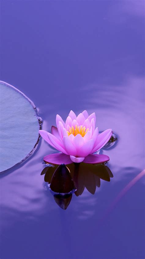 Lotus Flower 4K 5K HD Wallpapers | HD Wallpapers | ID #31679