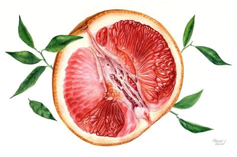 Grapefruit Drawing by Halina Khazani | Saatchi Art