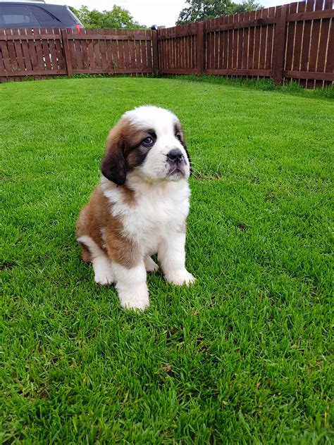 Our Saint Bernard Puppy : r/aww