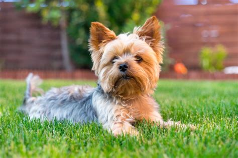 15 Best Small Dog Breeds that Don't Shed - DJANGO