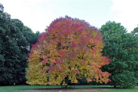 Photo of the fall color of White Ash (Fraxinus americana Autumn Purple ...