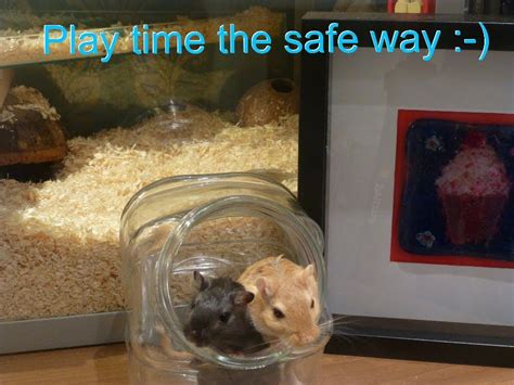 Gerbil Care. Gerbil, Old Age, Play Time, Future, Pets, Care, Animals ...