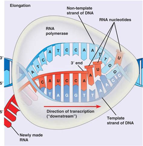 Protein Synthesis Steps Diagram