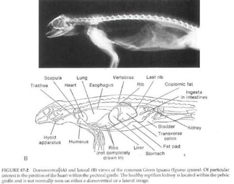 Anatomy of the green iguana | Our Reptile Forum