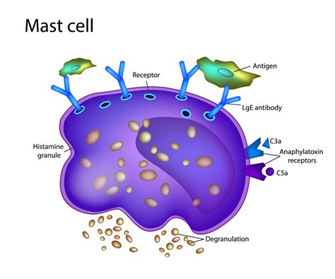 Histamine Intolerance: Everything You Need to Know