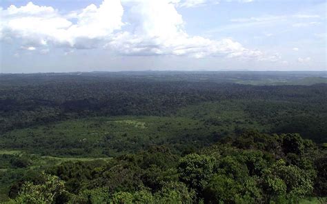 7 Things to Do at The Kakamega Forest Reserve - Kenya Geographic