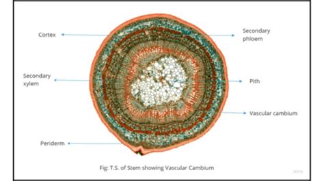 Role of vascular cambium in plant growth and development - Science Query