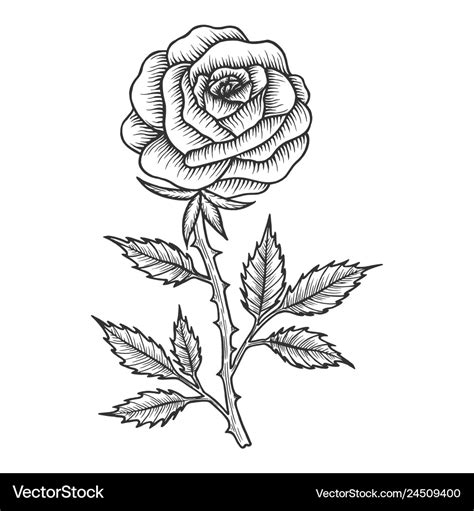 Rose Flower Drawing For Kids, Pencil Rose Drawing For Kids, Flower Rose ...